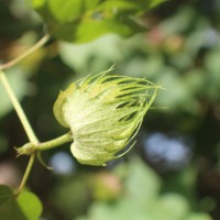 Gossypium hirsutum L.